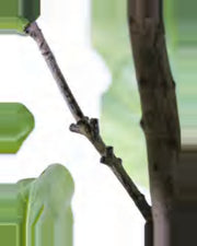 Clapas Fiddle Leaf Fig Tree — close-up detail 4, artificial fiddle leaf fig tree