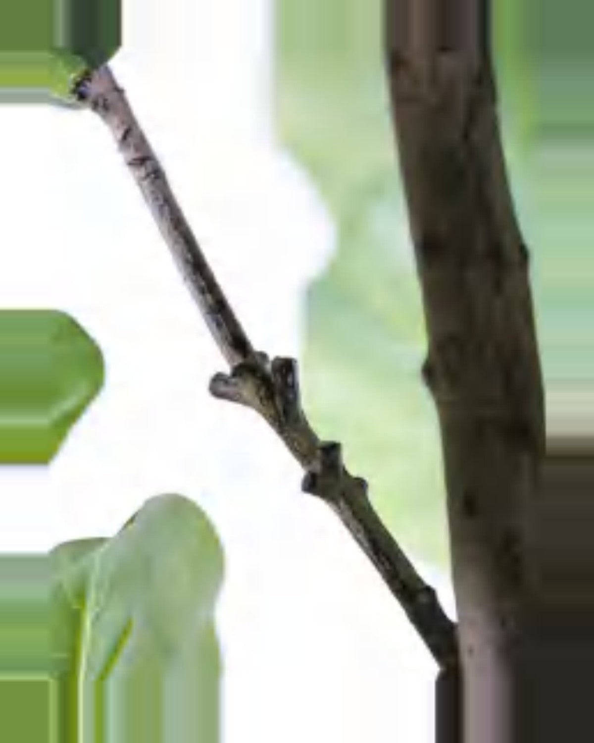 Clapas Fiddle Leaf Fig Tree — close-up detail 4, artificial fiddle leaf fig tree