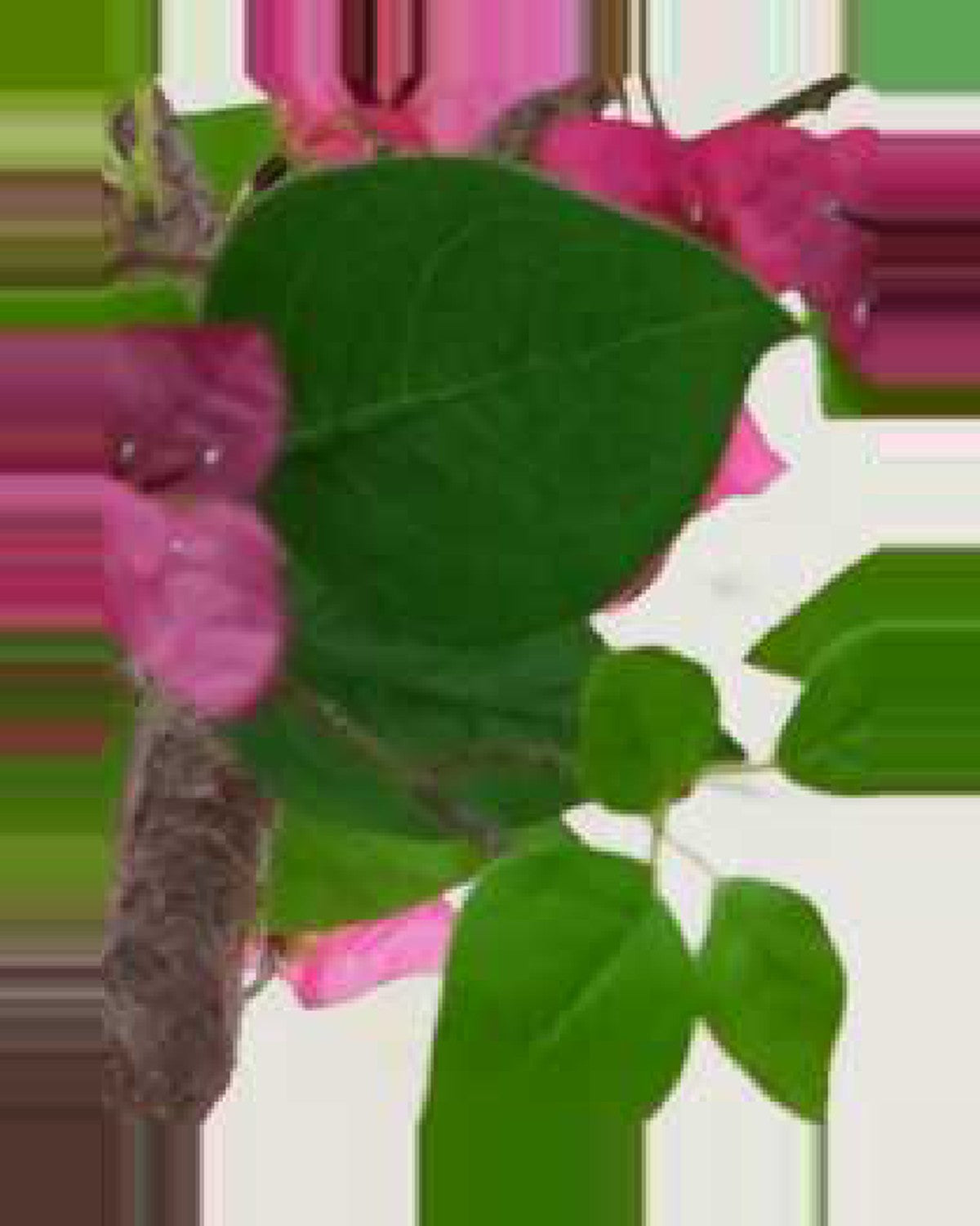 Lino Bougainvillea Tree Potted — close-up detail 4, artificial bougainvillea tree potted