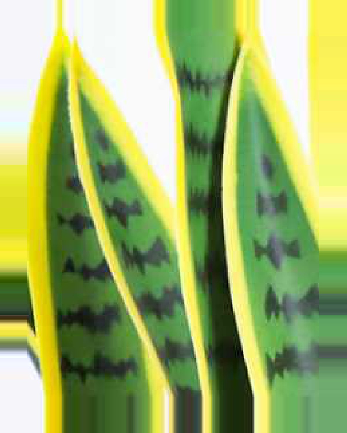 Cabanon Snake Plant — close-up detail 4, artificial snake plant