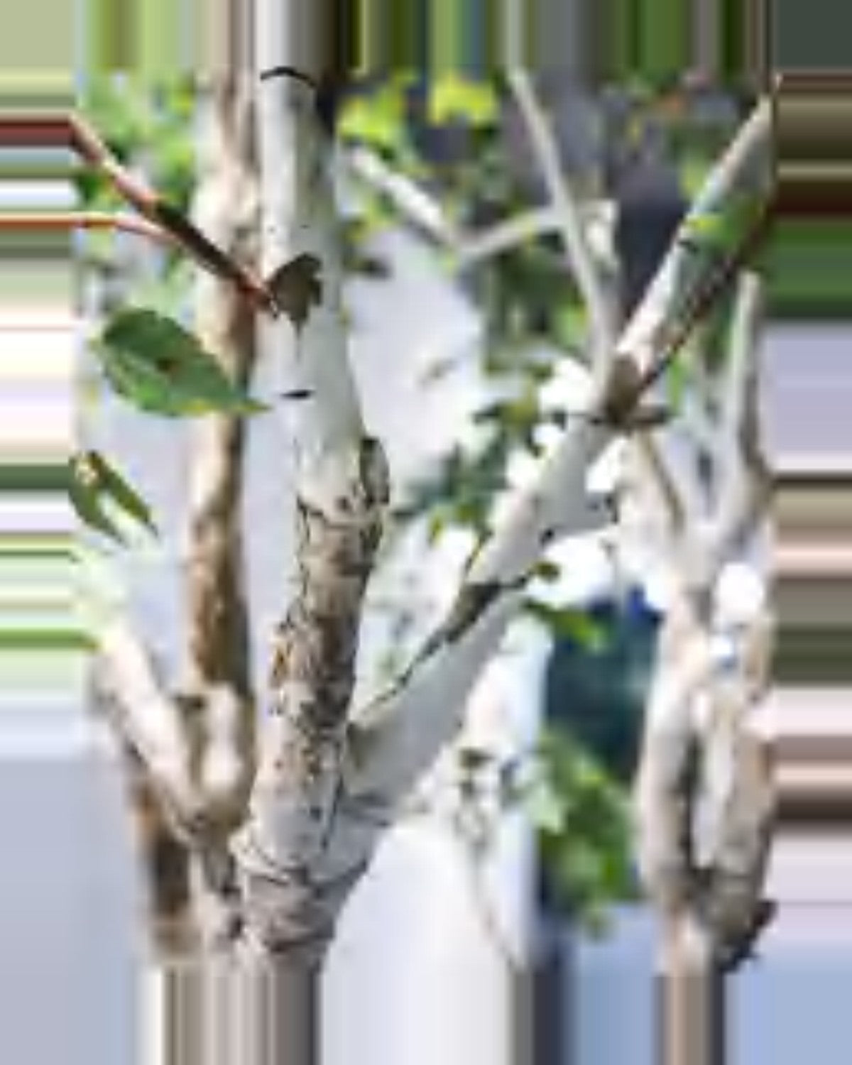 Pietra Birch Tree — close-up detail 4, artificial birch tree