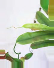 Nova Pitcher Plant — close-up detail 4, artificial pitcher plant