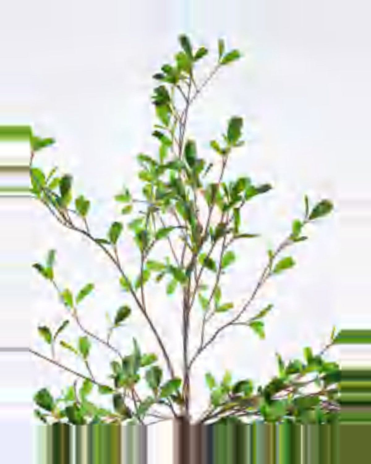 Ascoli Black Olive Tree — close-up detail 4, artificial black olive tree