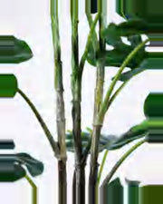 Lino Monstera Plant — close-up detail 4, artificial monstera plant