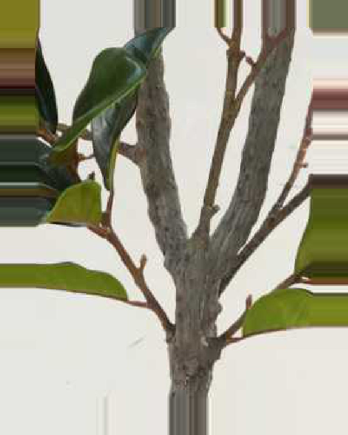 Luce Star Leaf Tree — close-up detail 4, artificial star leaf tree