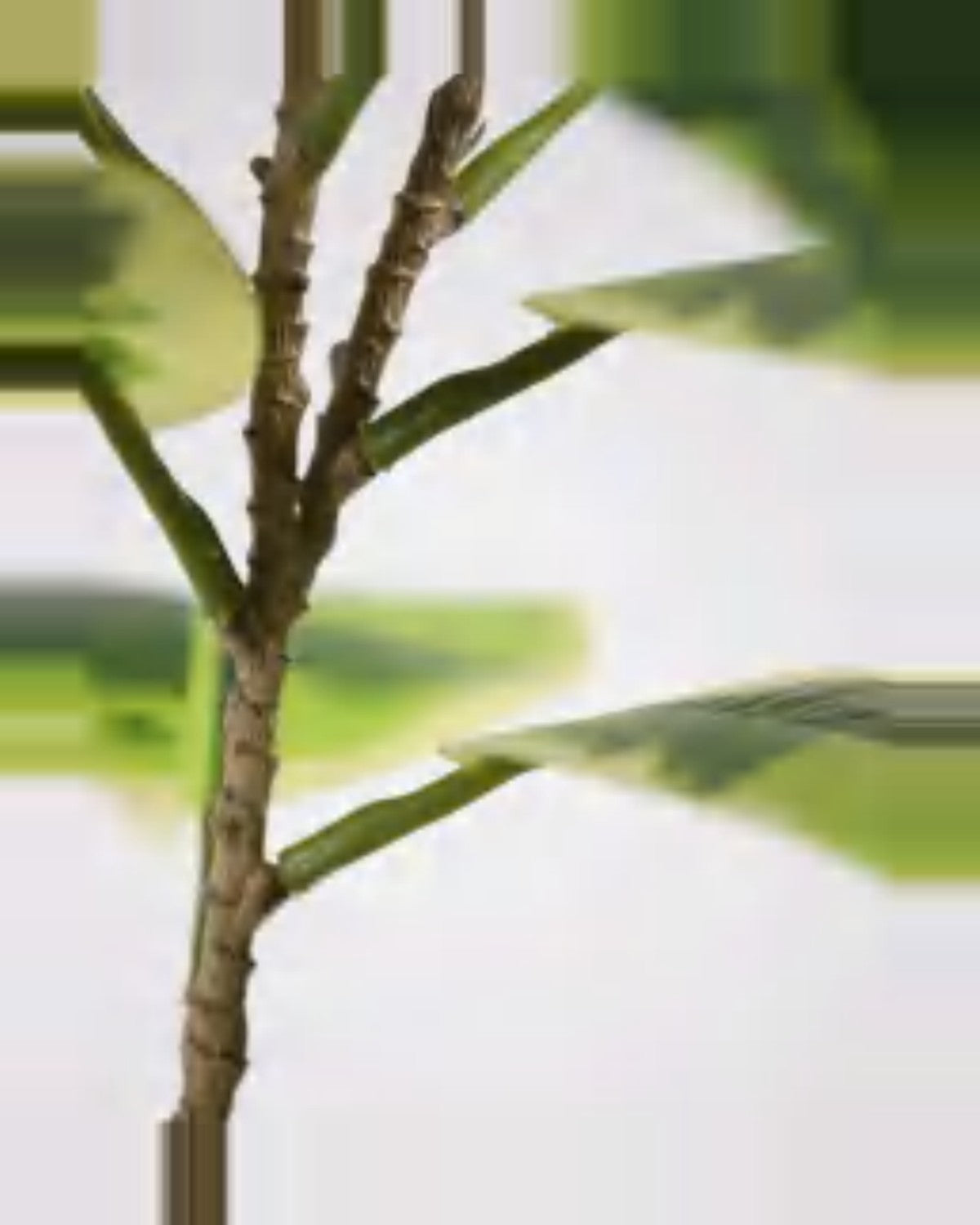 Cigale Rubber Tree — close-up detail 4, artificial rubber tree