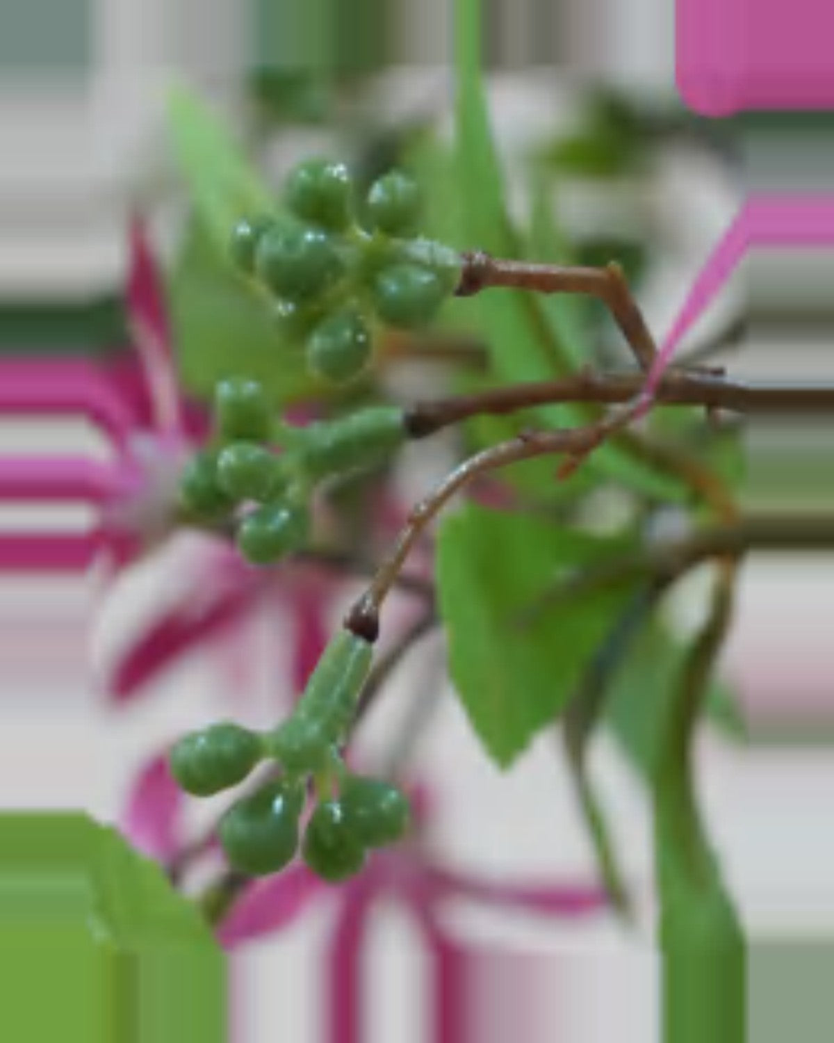 Lino Star Blossom Tree — close-up detail 4, artificial star blossom tree