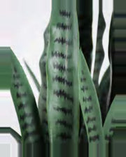 Restanque Snake Plant — close-up detail 4, artificial snake plant