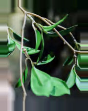 Vela Ficus Tree — close-up detail 4, artificial ficus tree