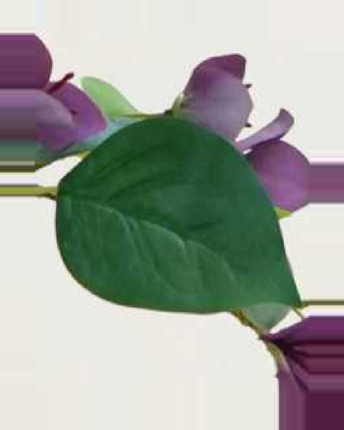Rosa Bougainvillea Tree With Flowers — close-up detail 4, artificial bougainvillea tree with flowers