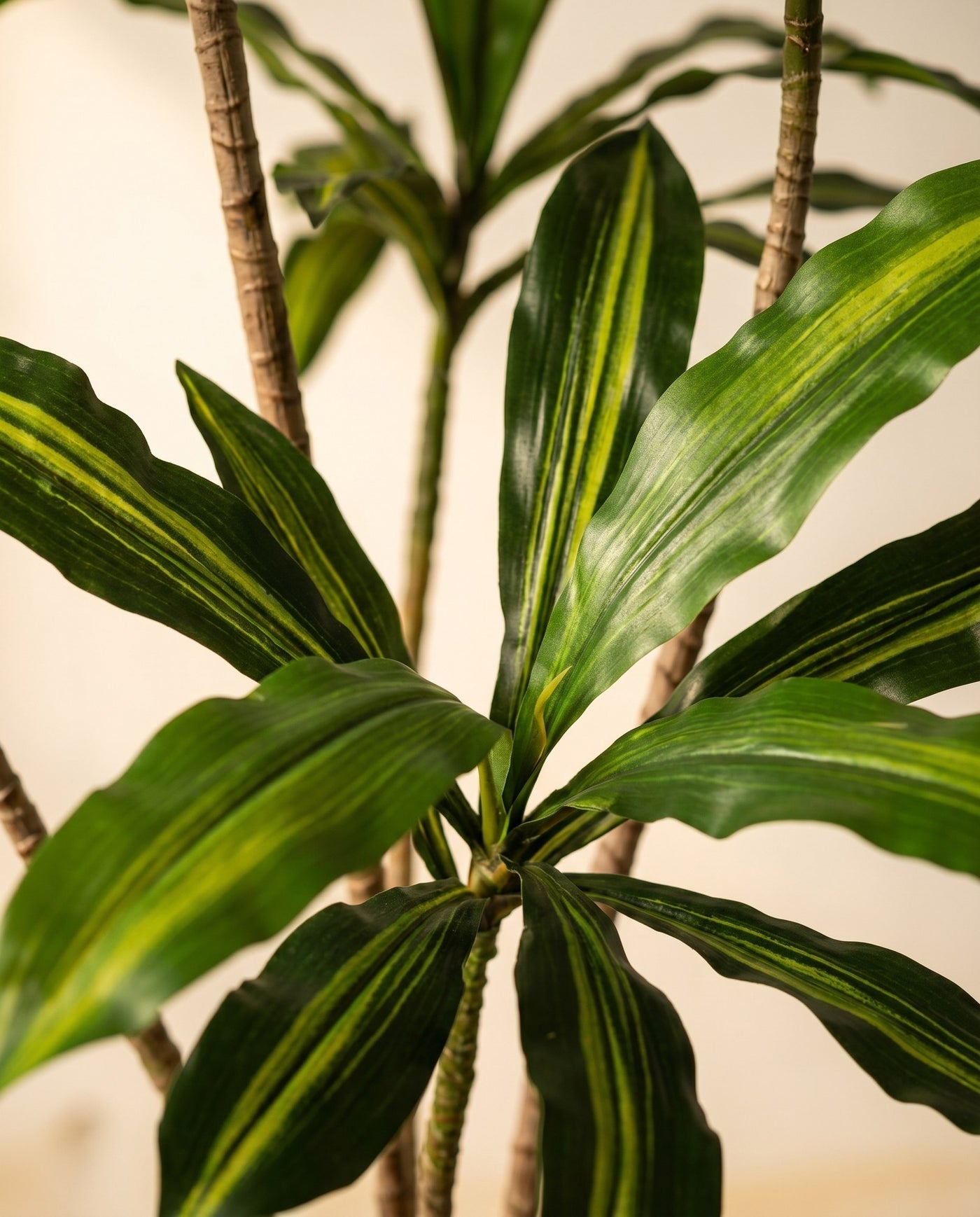 Maison Moya - Dracaena Realistic Trunk Faux Tree - 03 closeup-top