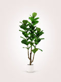 Fiddle Leaf Fig Iconic Indoor Tree
