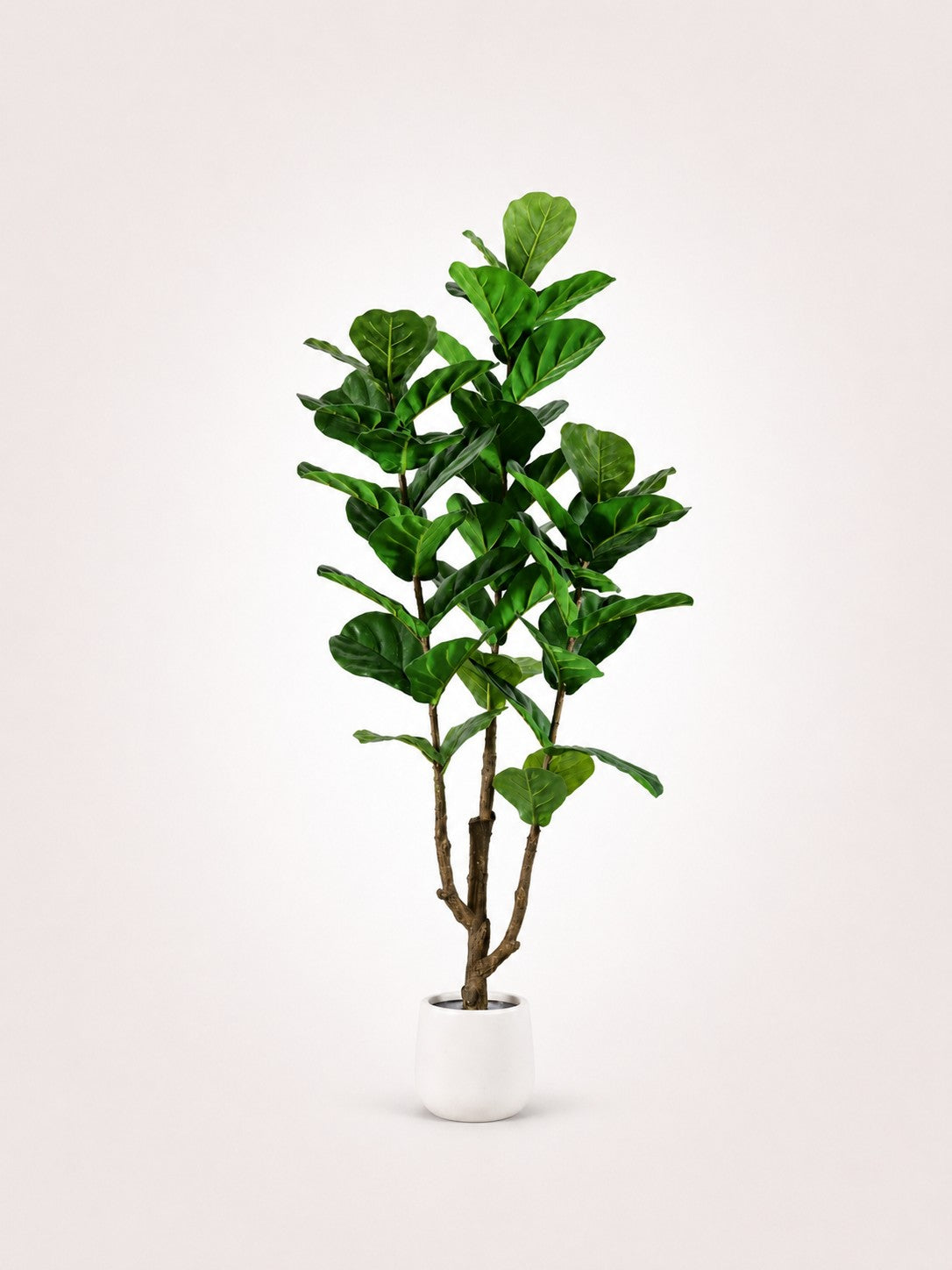 Maison Moya fiddle-leaf