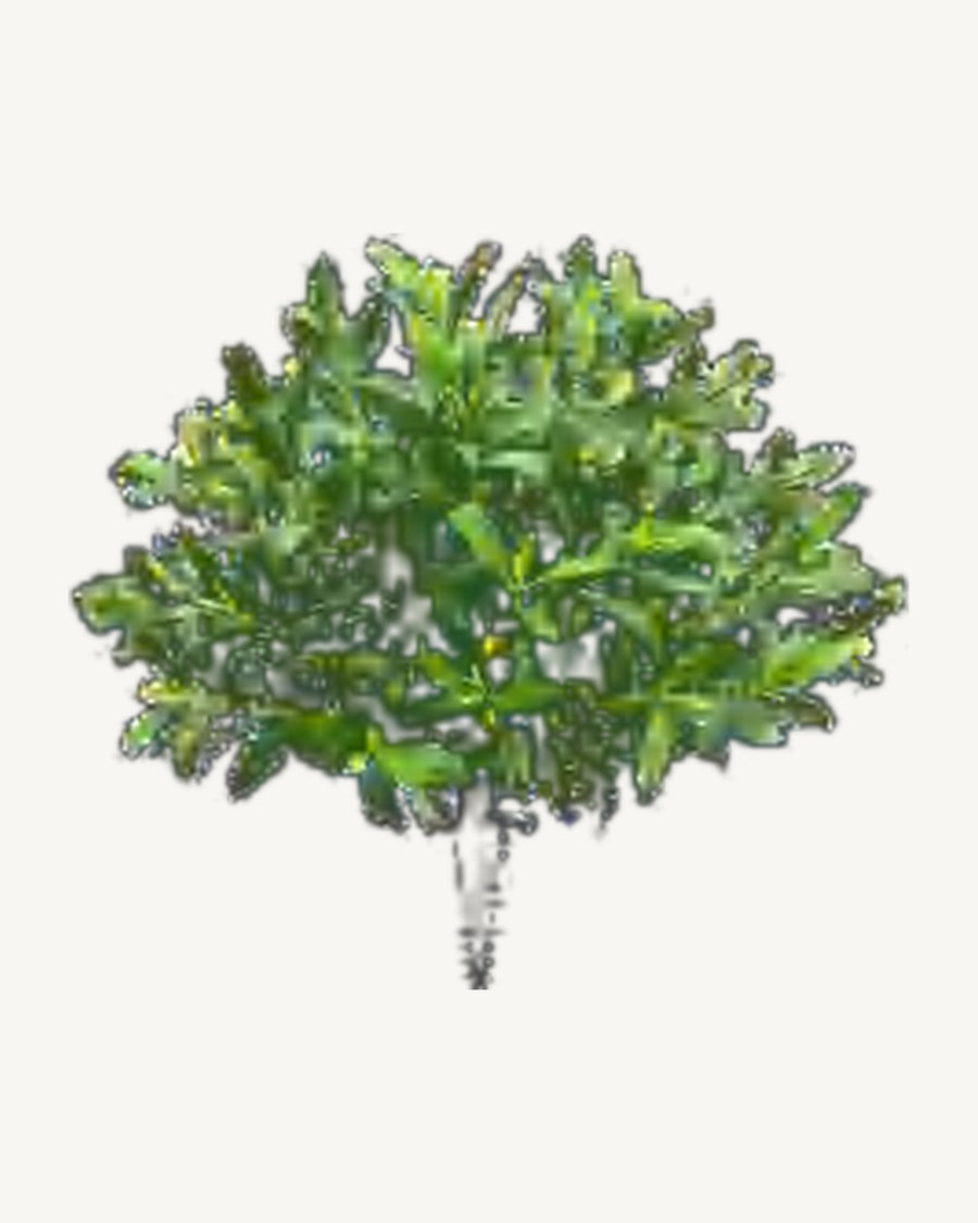 Gordes Artificial Olive Tree, 23.6 in
