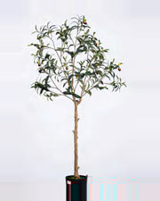 Assisi Olive Tree — studio packshot, artificial olive tree