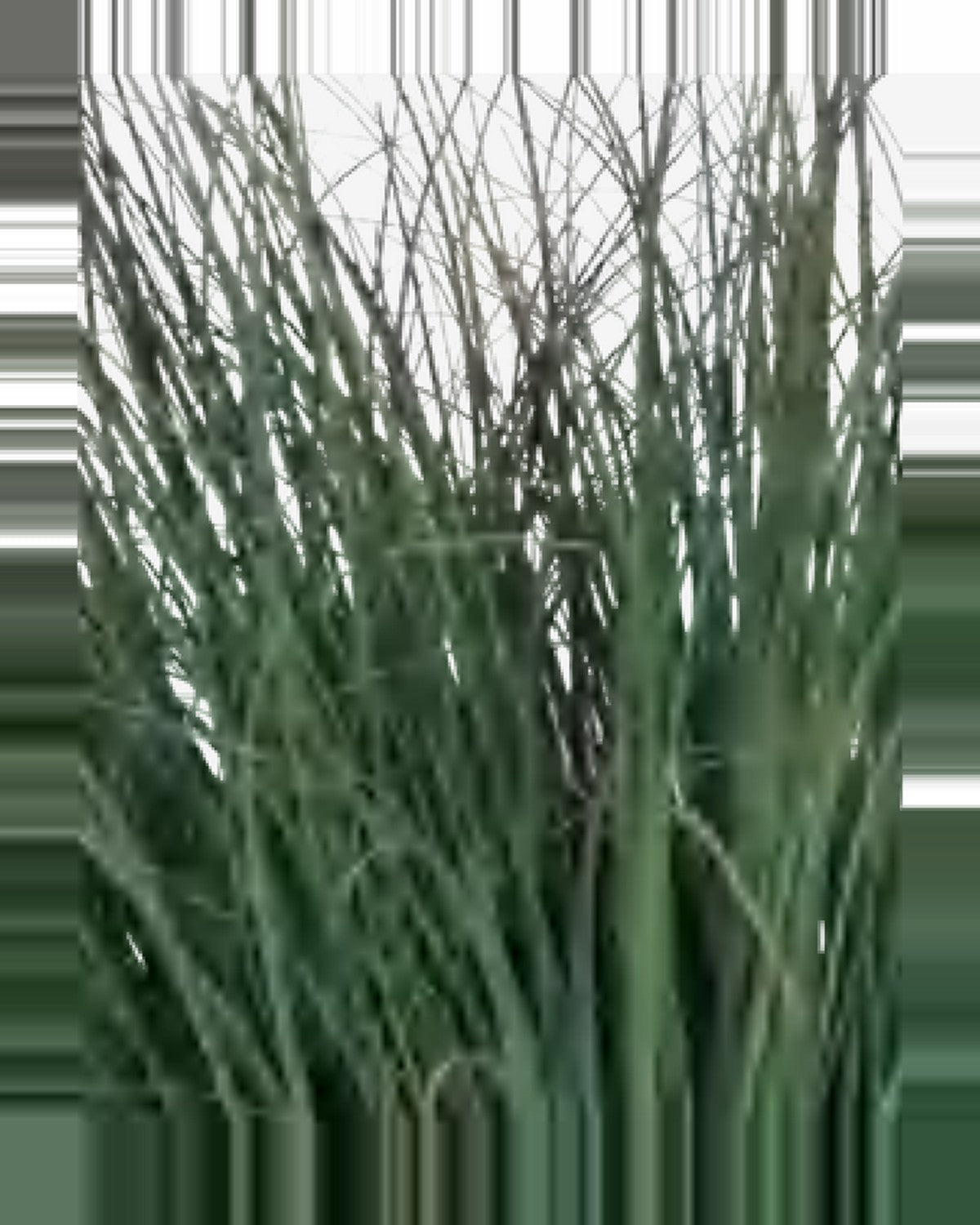 Ambra Onion Grass — studio packshot, artificial onion grass