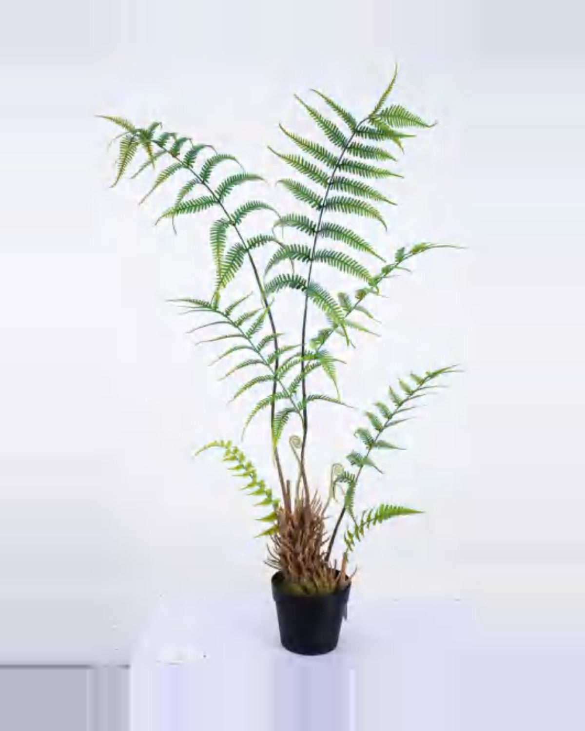 Cigale Boston Fern Plant — studio packshot, artificial boston fern plant