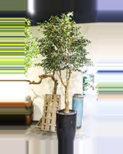 Riva Ficus Tree — studio packshot, artificial ficus tree