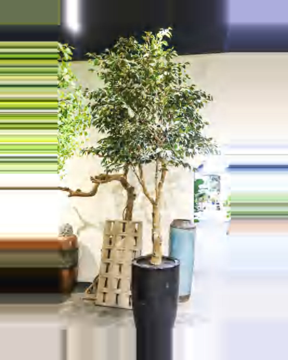 Riva Ficus Tree — studio packshot, artificial ficus tree