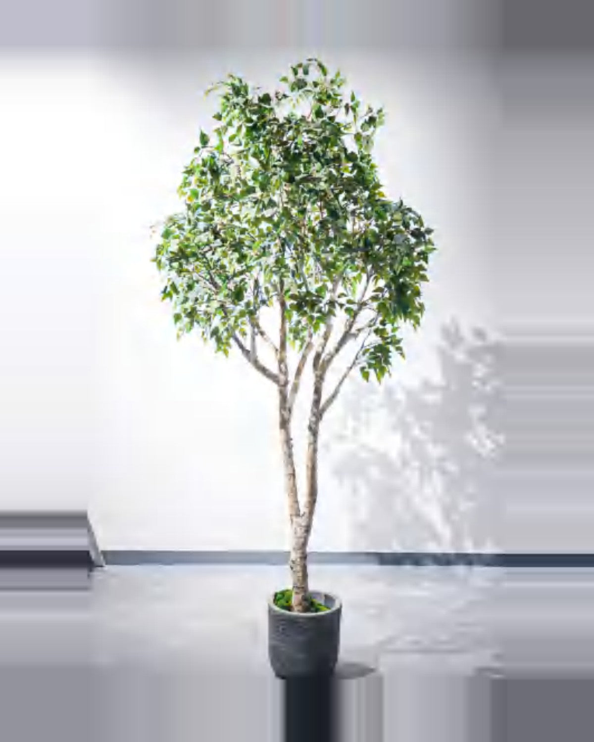 Pietra Birch Tree — studio packshot, artificial birch tree