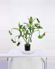 Nova Pitcher Plant — studio packshot, artificial pitcher plant