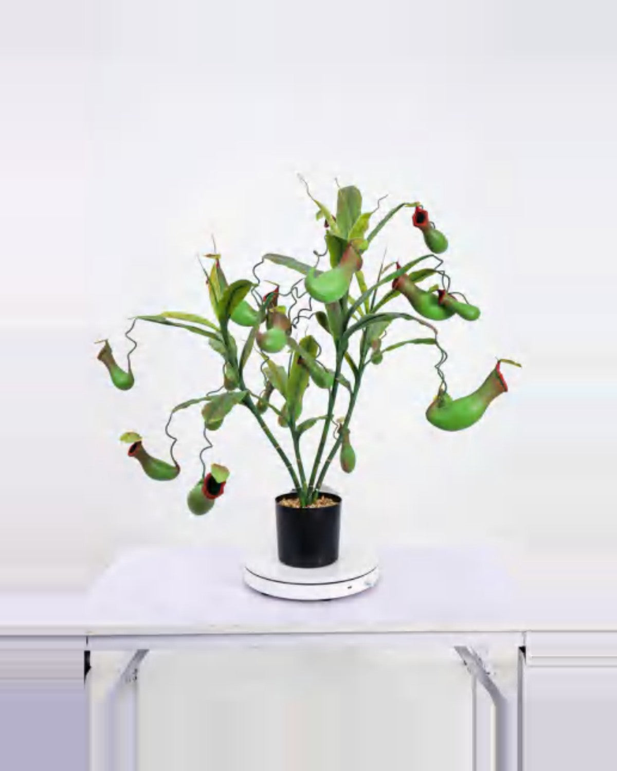 Nova Pitcher Plant — studio packshot, artificial pitcher plant