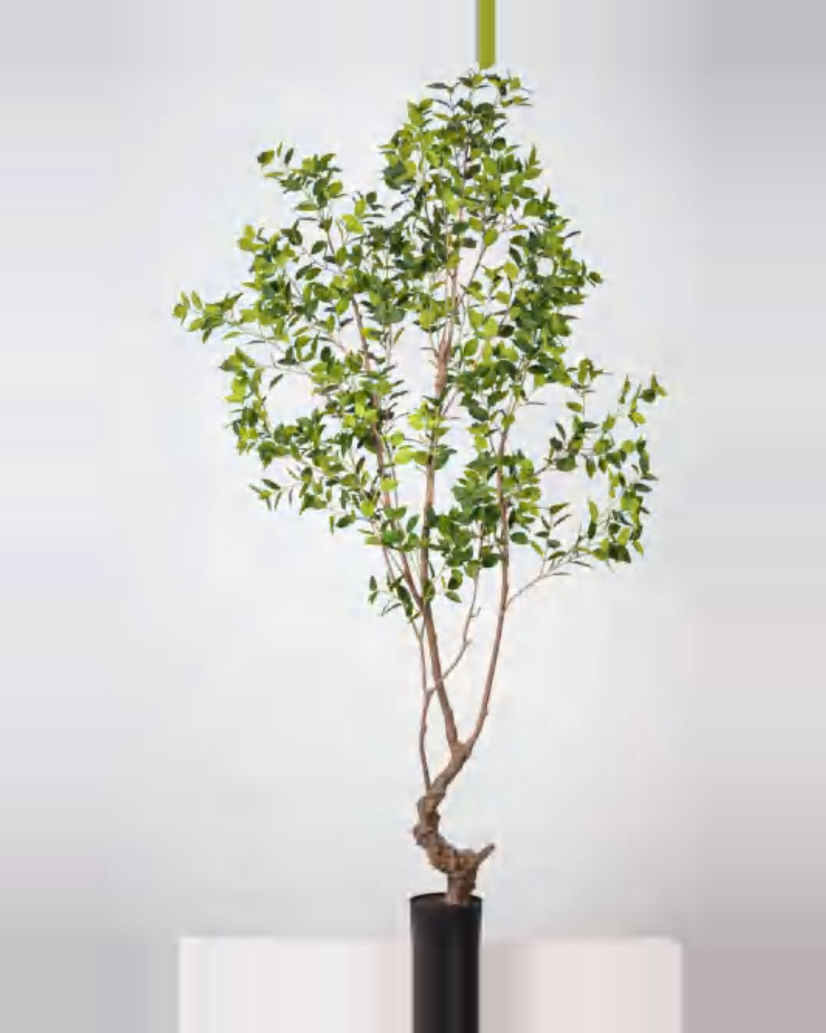 Nova Ficus Tree — studio packshot, artificial ficus tree