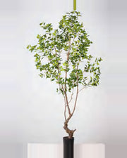 Nova Ficus Tree — studio packshot, artificial ficus tree