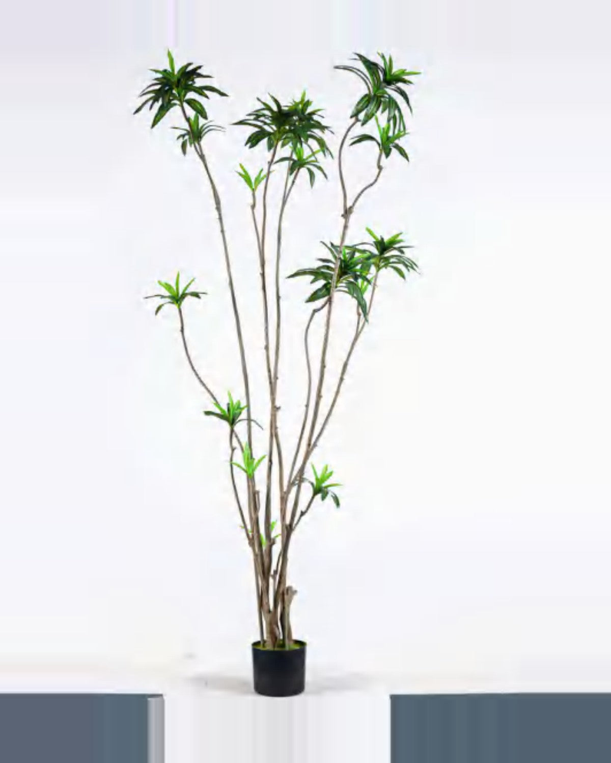 Alma Dracaena Plant — studio packshot, artificial dracaena plant