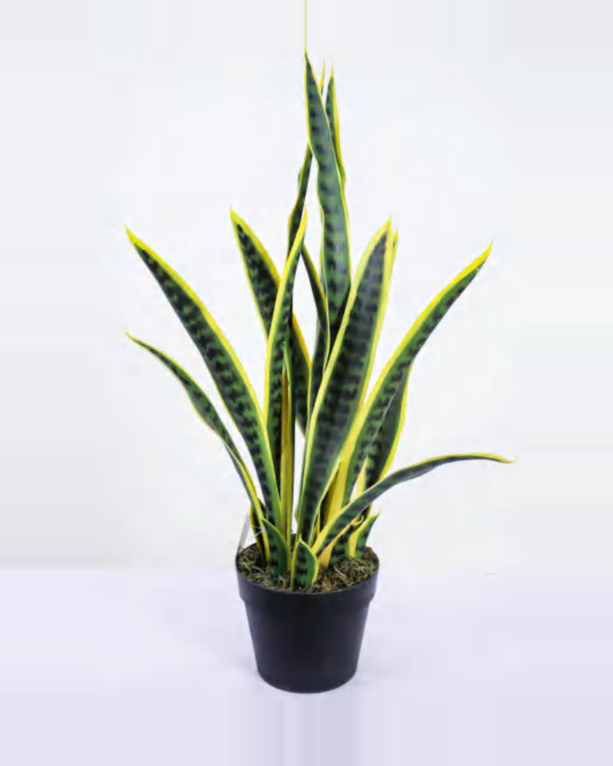 Ferrade Snake Plant — studio packshot, artificial snake plant