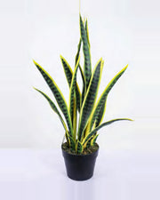 Ferrade Snake Plant — studio packshot, artificial snake plant
