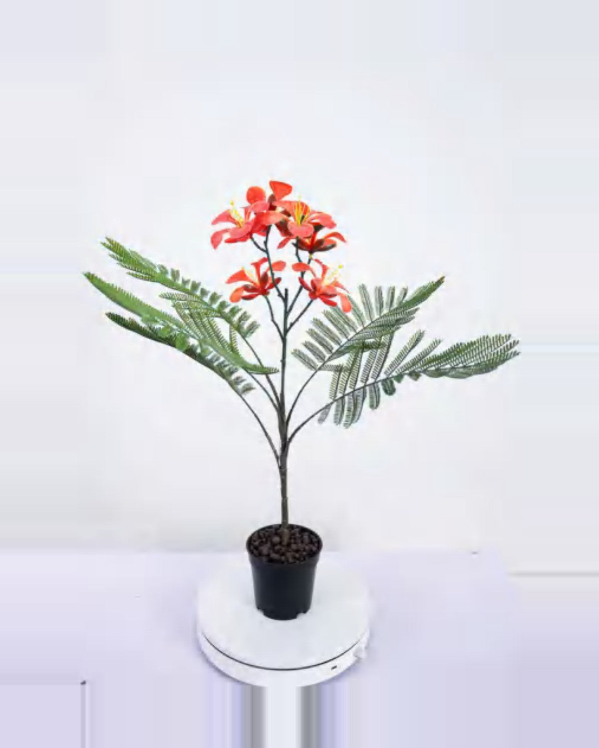Argilla Royal Poinciana Tree — studio packshot, artificial royal poinciana tree