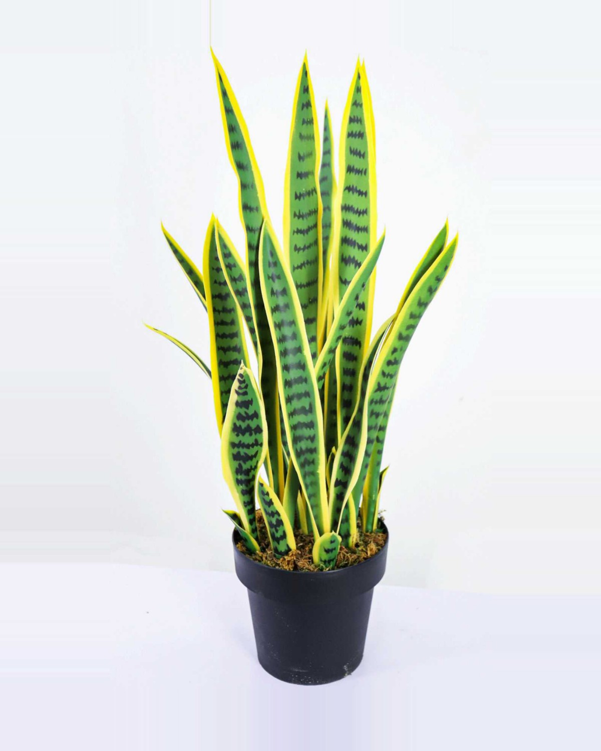 Cabanon Snake Plant — studio packshot, artificial snake plant