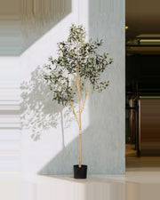 Otranto Olive Tree — studio packshot, artificial olive tree