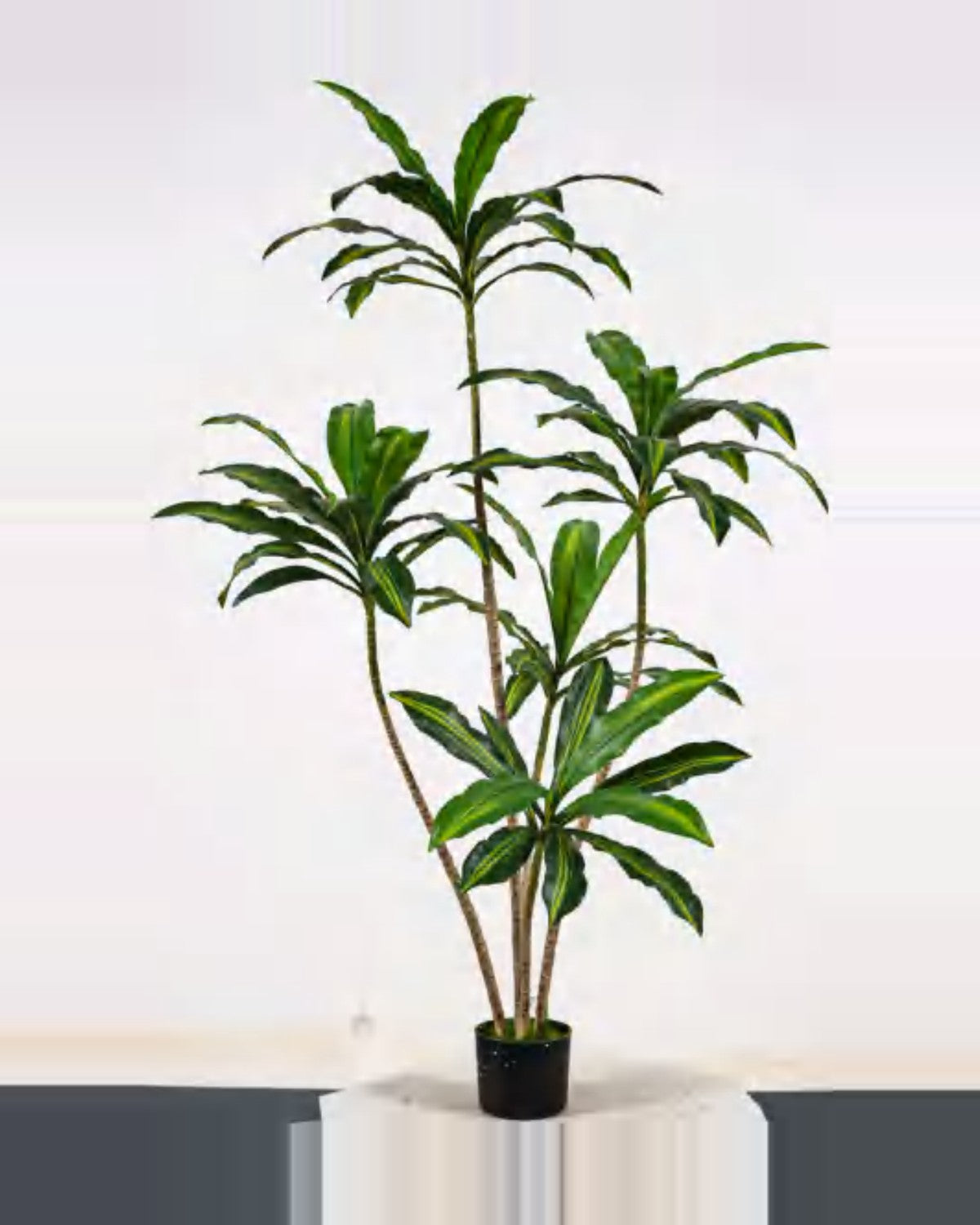 Farigoule Dracaena Plant — studio packshot, artificial dracaena plant