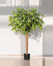Vera Ficus Tree — studio packshot, artificial ficus tree