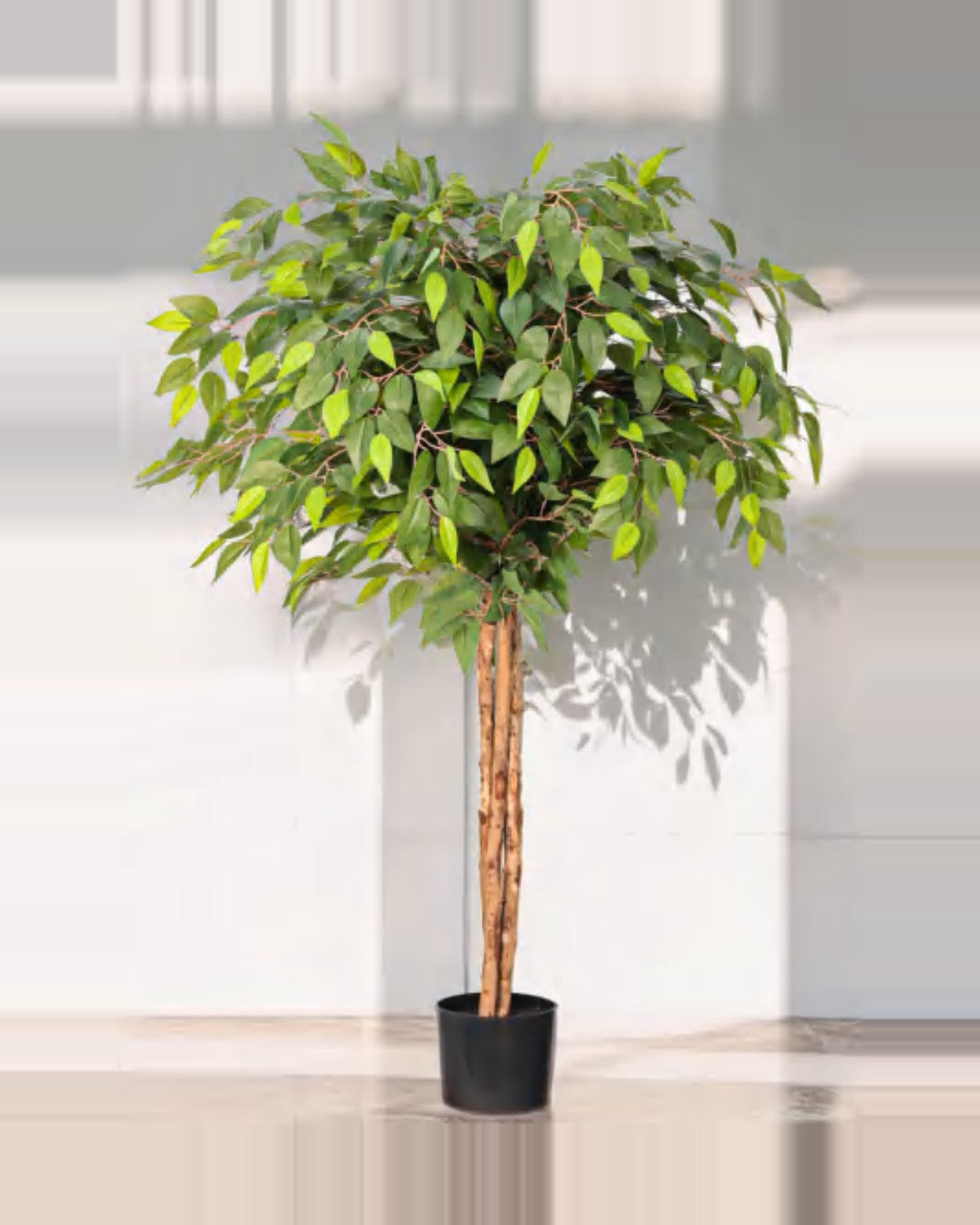 Vera Ficus Tree — studio packshot, artificial ficus tree