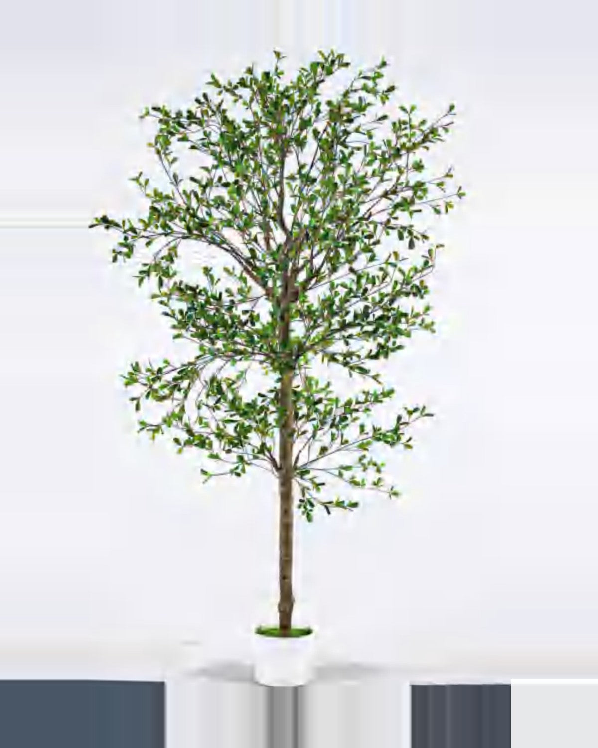 Teramo Black Olive Tree — studio packshot, artificial black olive tree