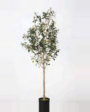 Procida Olive Tree — studio packshot, artificial olive tree