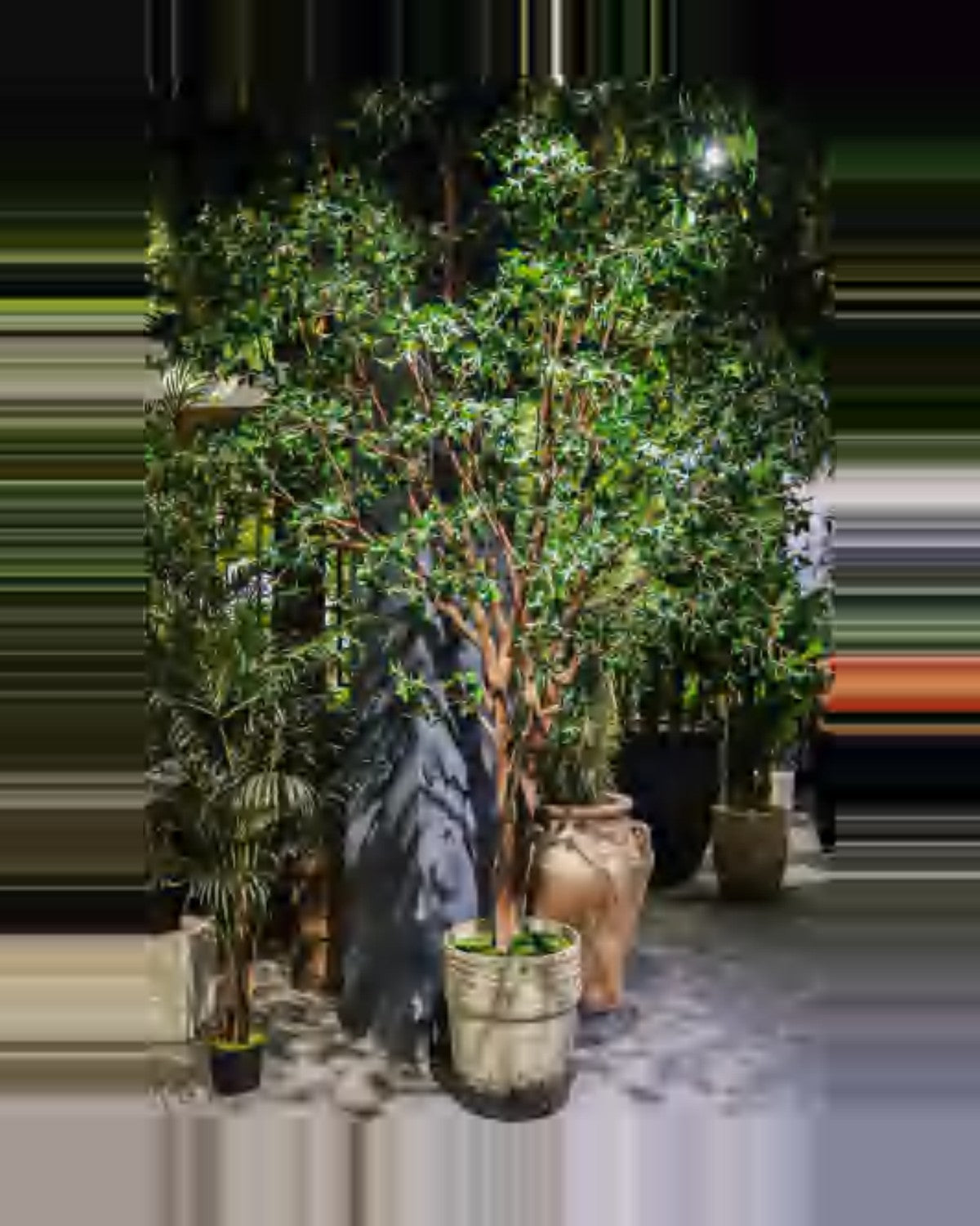 Vela Ficus Tree — studio packshot, artificial ficus tree