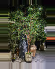 Vela Ficus Tree — studio packshot, artificial ficus tree