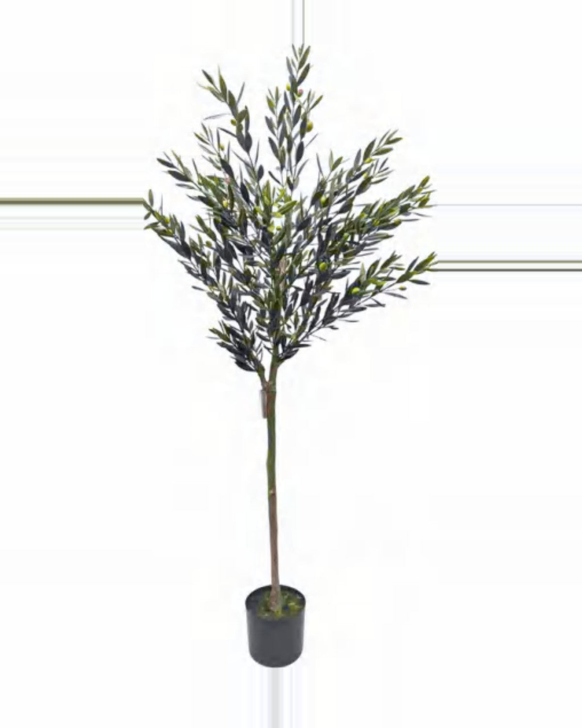 Cefalu Olive Tree — studio packshot, artificial olive tree