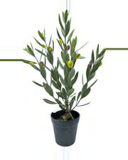 Capri Olive Tree — studio packshot, artificial olive tree