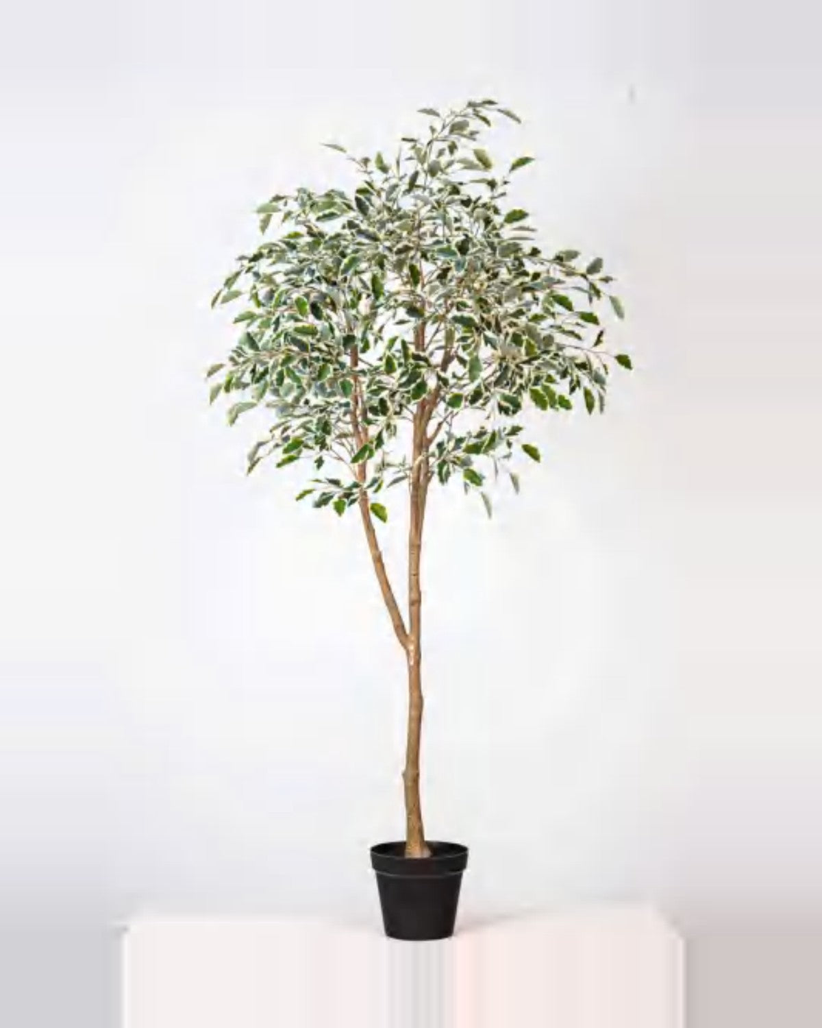 Terra Ficus Tree — studio packshot, artificial ficus tree