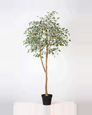 Terra Ficus Tree — studio packshot, artificial ficus tree
