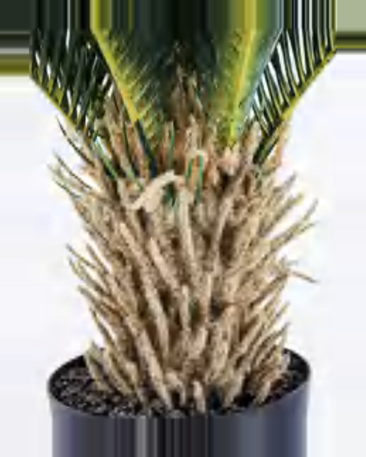 Clapas Sago Palm — studio packshot, artificial sago palm