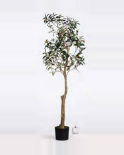 Spoleto Olive Tree — studio packshot, artificial olive tree