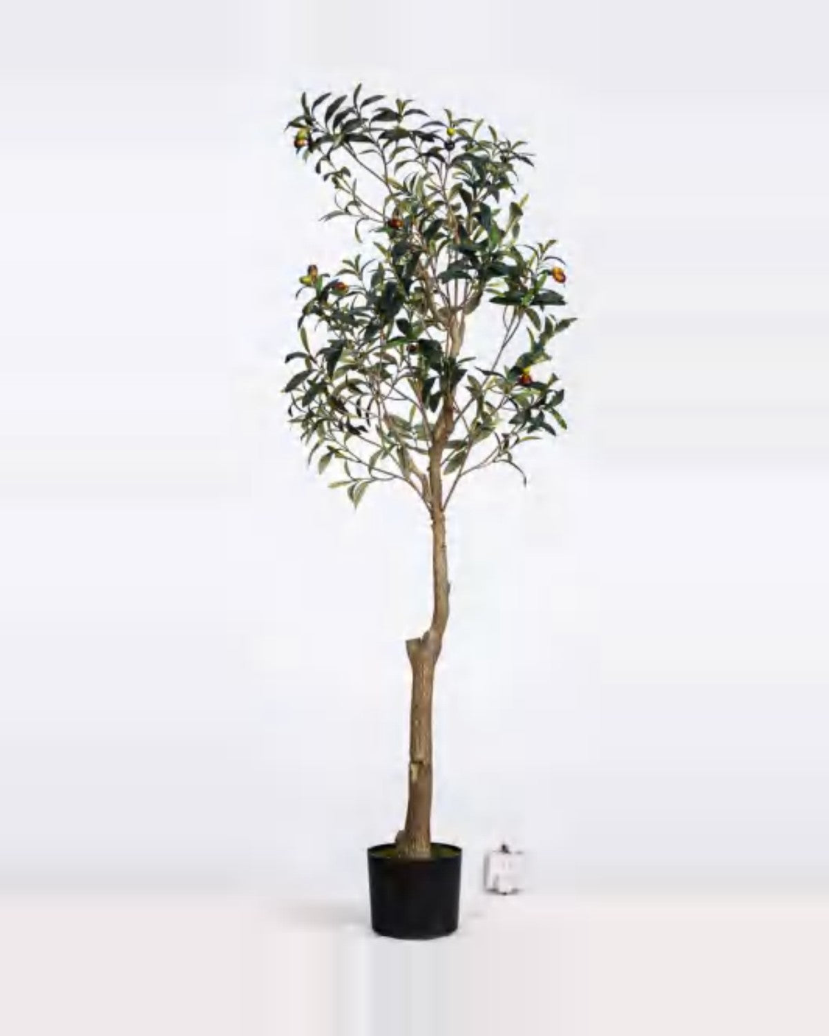 Spoleto Olive Tree — studio packshot, artificial olive tree