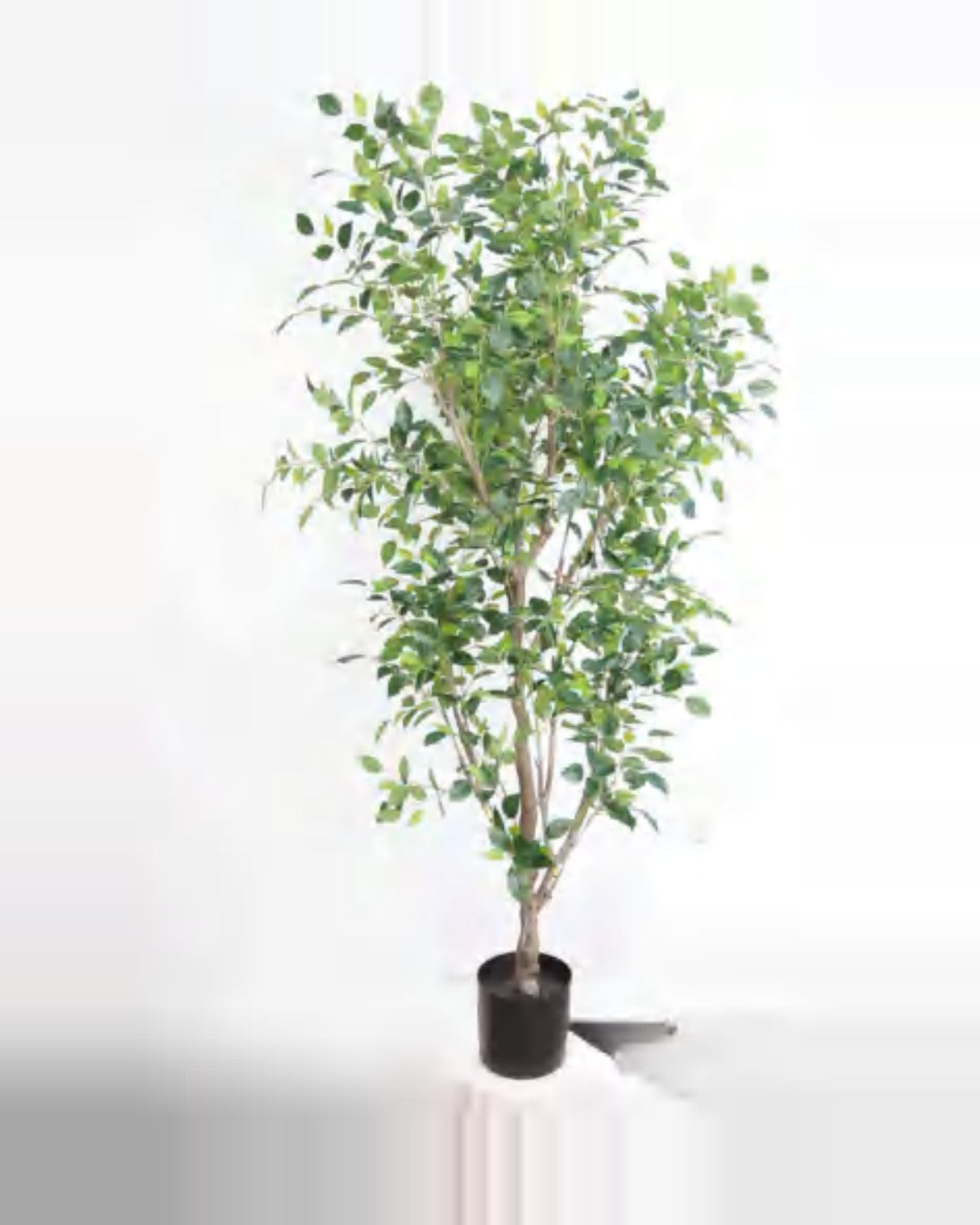 Sole Ficus Tree — studio packshot, artificial ficus tree