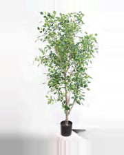 Sole Ficus Tree — studio packshot, artificial ficus tree